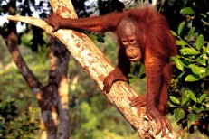 Semenggoh Orangutan Centre, Sabah, Malaysia