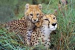 Cheetah Mother and Baby