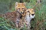 Cheetah Mother and Baby
