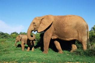 Elephants in the Kruger National Park, South Africa